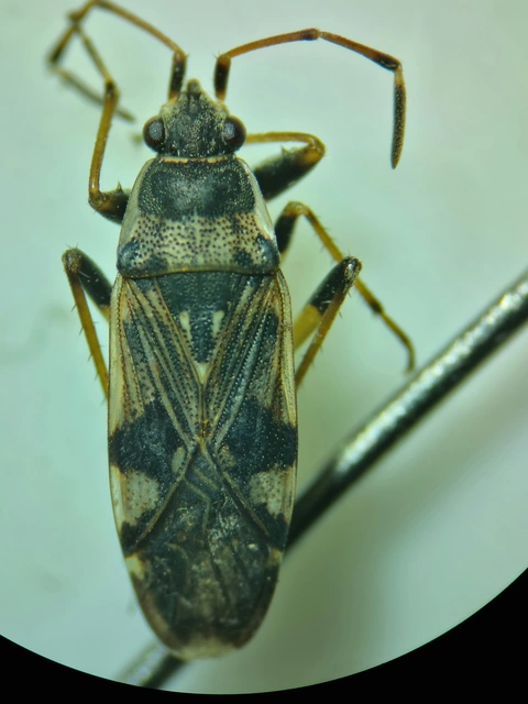 Beosus maritimus - homoki bodobács
