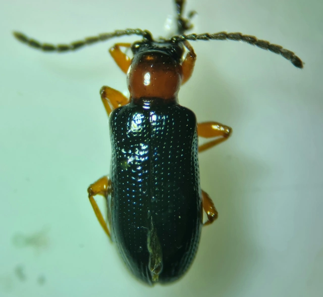 Oulema melanopus - veresnyakú árpabogár
