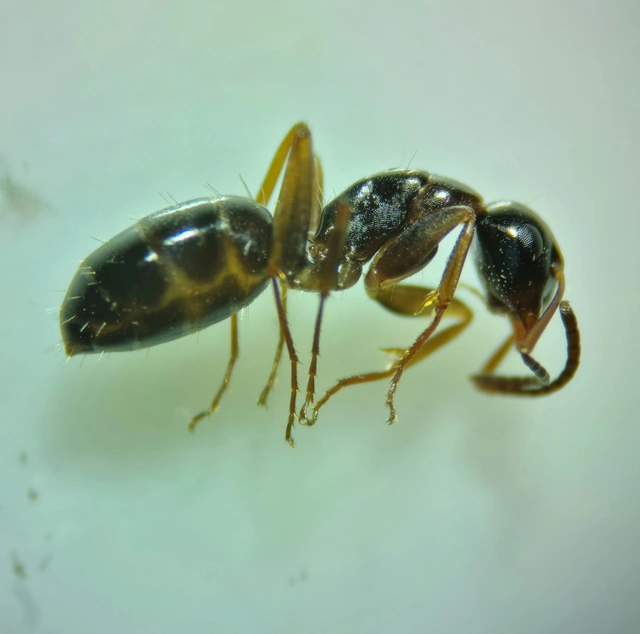 Camponotus fallax - ligeti lóhangya