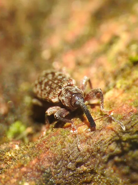 Dorytomus