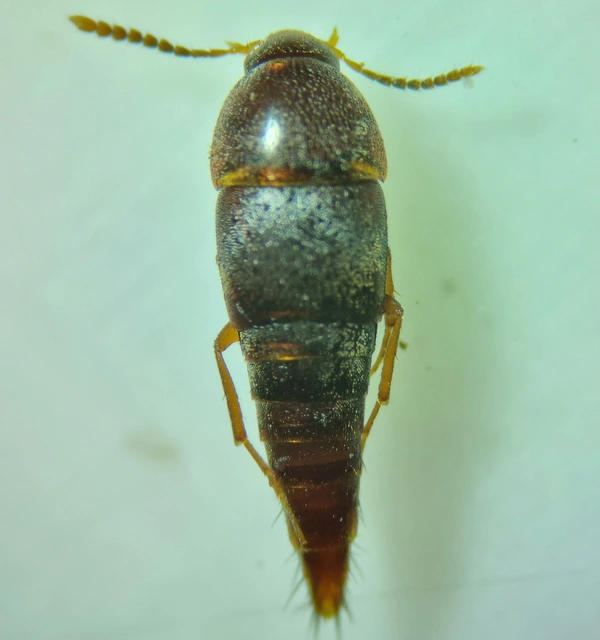 Sepedophilus testaceus - szurokszínű pihésholyva Sepedophilus testaceus - szurokszínű pihésholyva