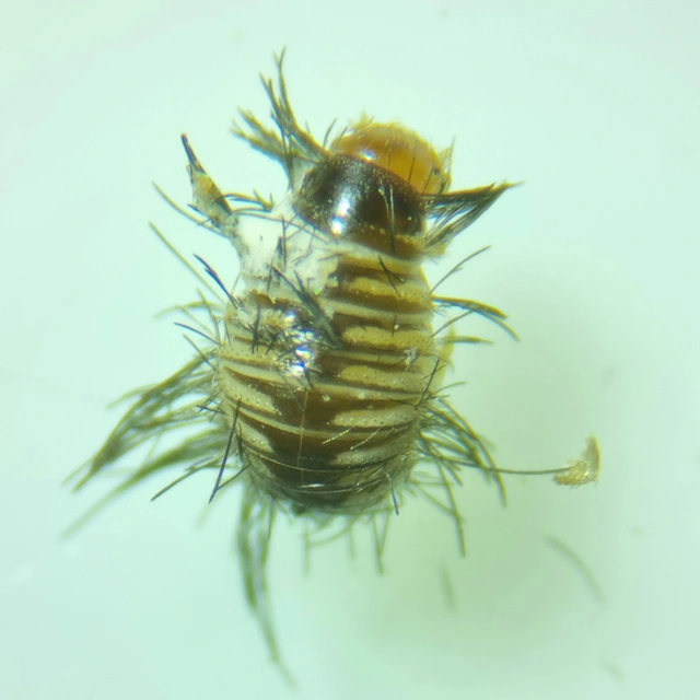 Trinodes hirtus - közönséges szőrösporva Trinodes hirtus - közönséges szőrösporva