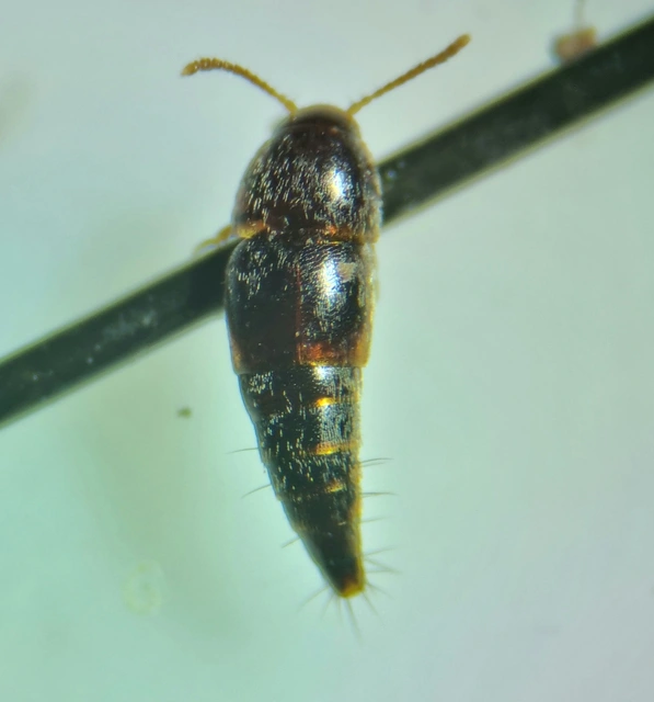 Sepedophilus pedicularius - recés pihésholyva