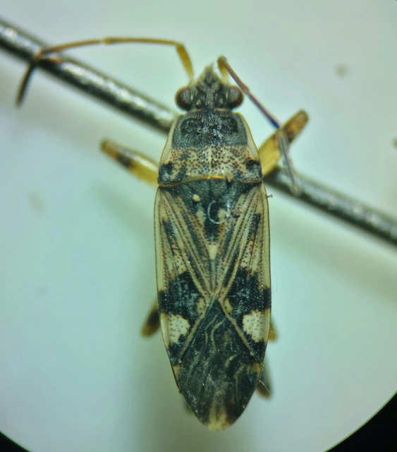 Beosus maritimus - homoki bodobács
