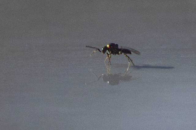 Platygastridae - gubacslegyész törpefürkészek