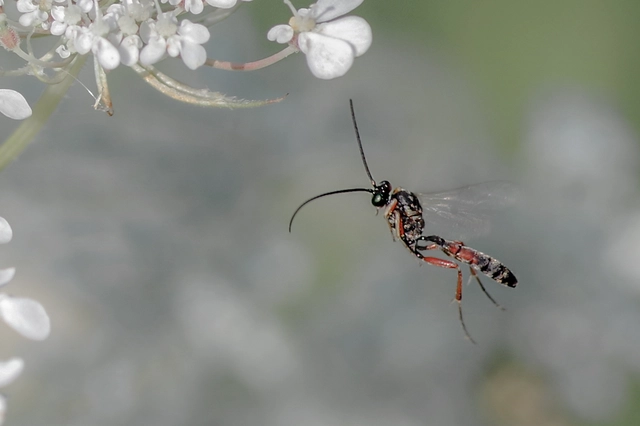 Campopleginae
