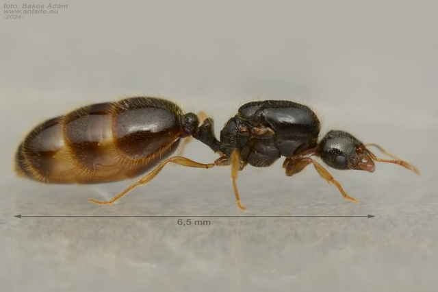 Solenopsis fugax - tolvajhangya