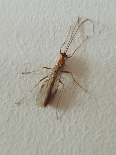 Ophion obscuratus