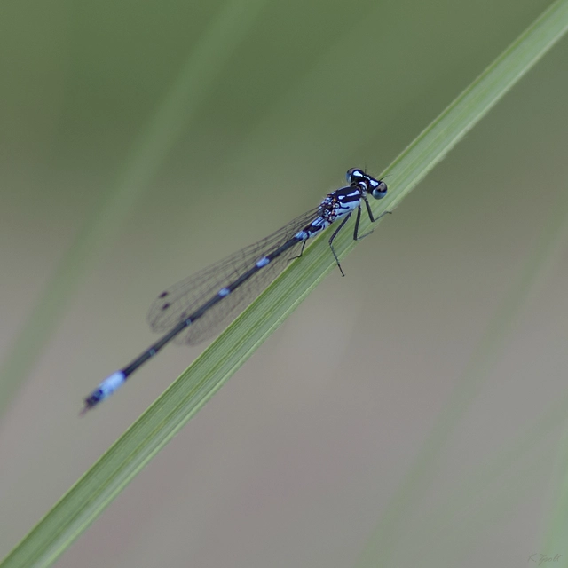 Coenagrion pulchellum - karcsú légivadász