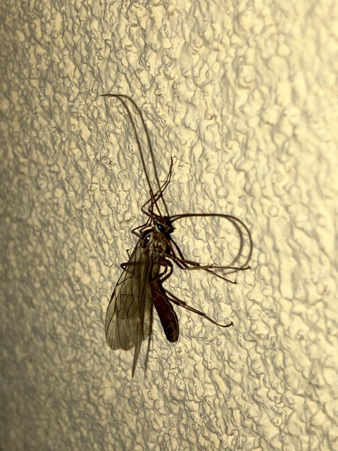 Ophion obscuratus