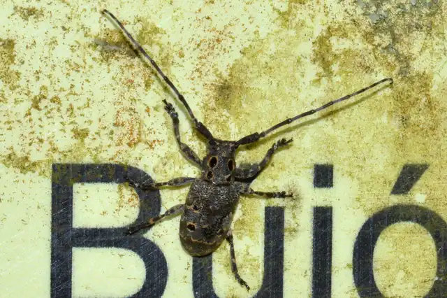 Mesosa curculionoides - szemfoltos cincér Mesosa curculionoides - szemfoltos cincér