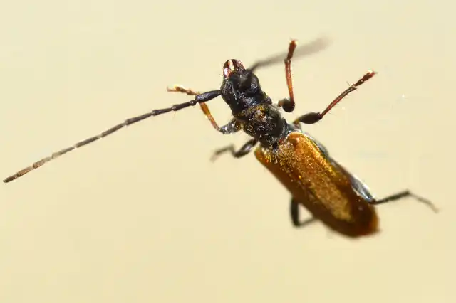Stenhomalus bicolor - kétszínű hengercincér