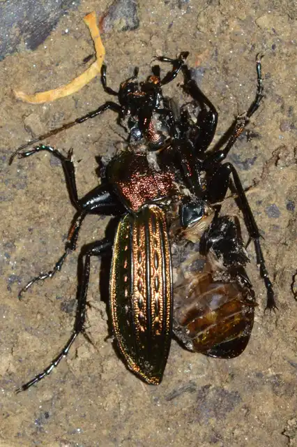 Carabus ulrichii - rezes futrinka Carabus ulrichii - rezes futrinka