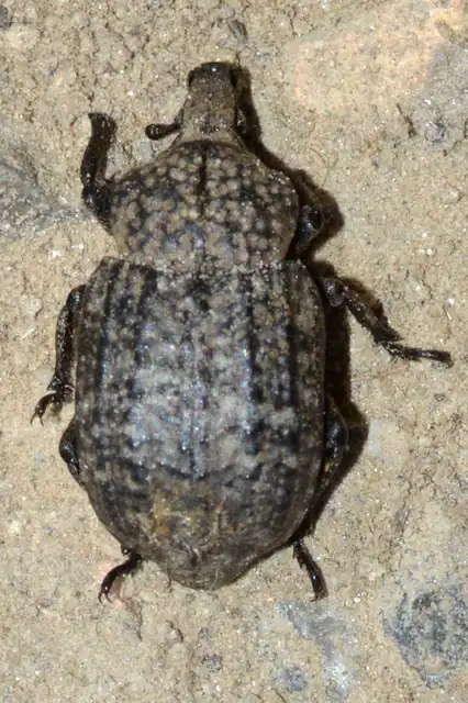 Minyops variolosus - nyugati bordásormányos