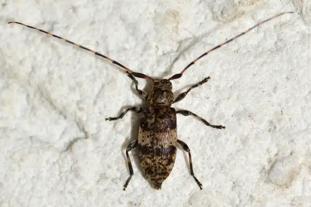 Leiopus nebulosus - öves gesztcincér