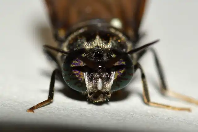 Hermetia illucens