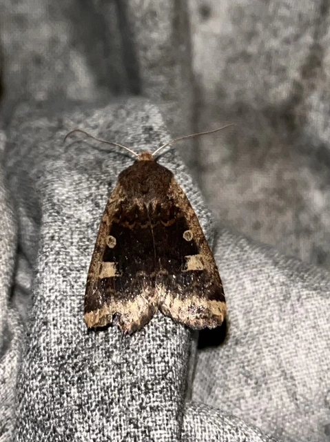 Conistra erythrocephala - vörösfejű őszibagoly