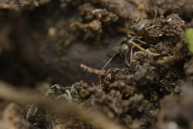 Tapinoma erraticum - kóborhangya