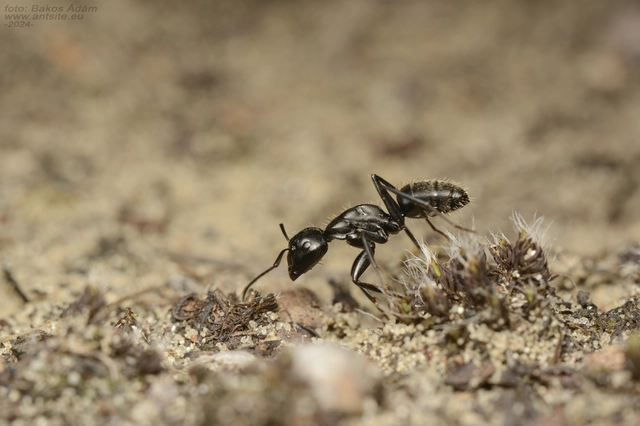 Camponotus vagus - fekete lóhangya