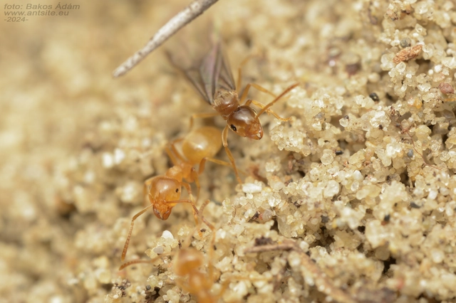 Lasius carniolicus - keleti borostyánhangya