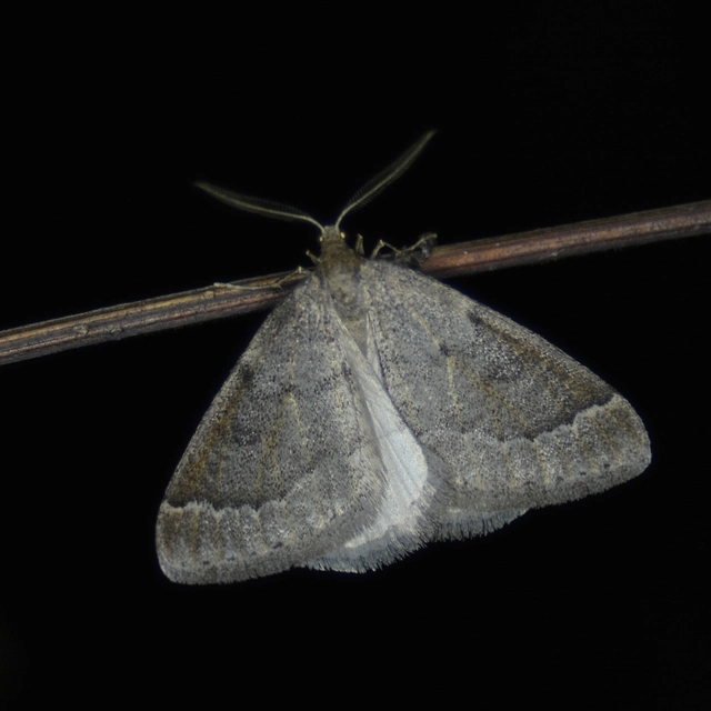 Theria rupicapraria - tavaszi kökényaraszoló