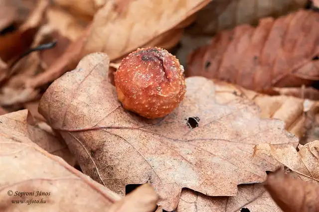 Hymenoptera - Hártyásszárnyúak