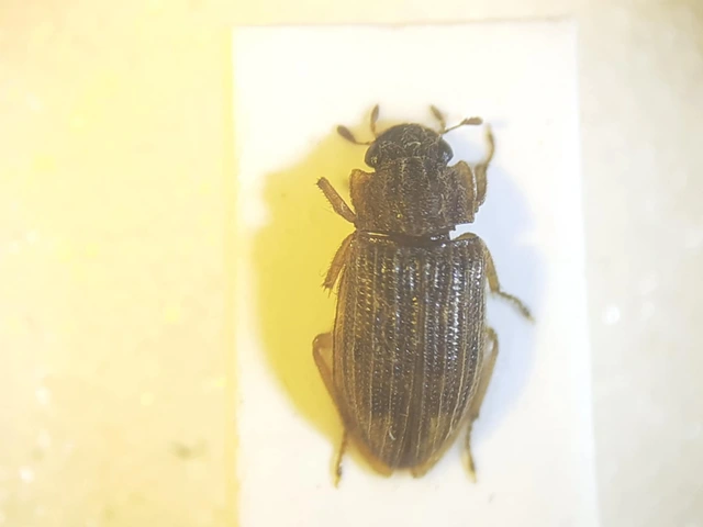 Helophorus nubilus - réti vésettcsibor Helophorus nubilus - réti vésettcsibor