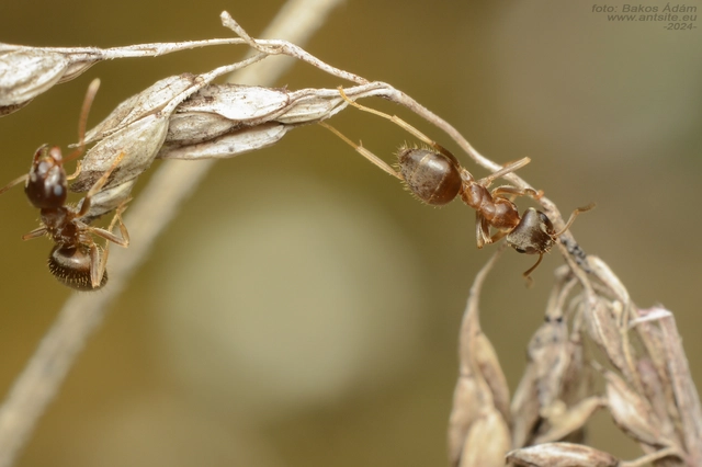 Lasius alienus - kövi feketehangya