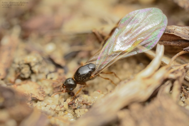 Solenopsis fugax - tolvajhangya