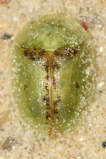 Cassida pannonica - pannon pajzsbogár
