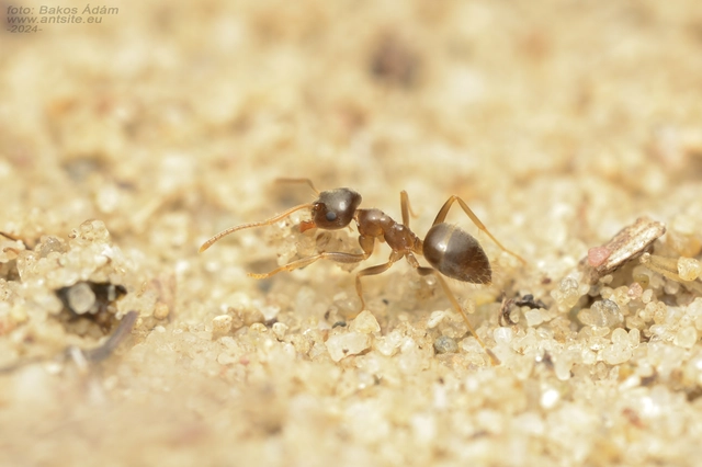 Lasius alienus - kövi feketehangya