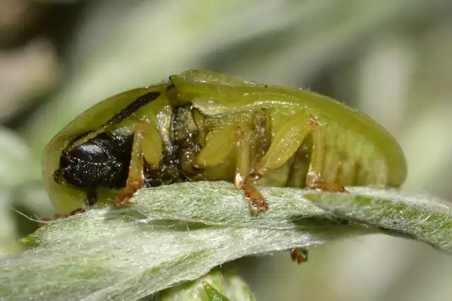 Cassida seladonia - szemcsés pajzsbogár Cassida seladonia - szemcsés pajzsbogár