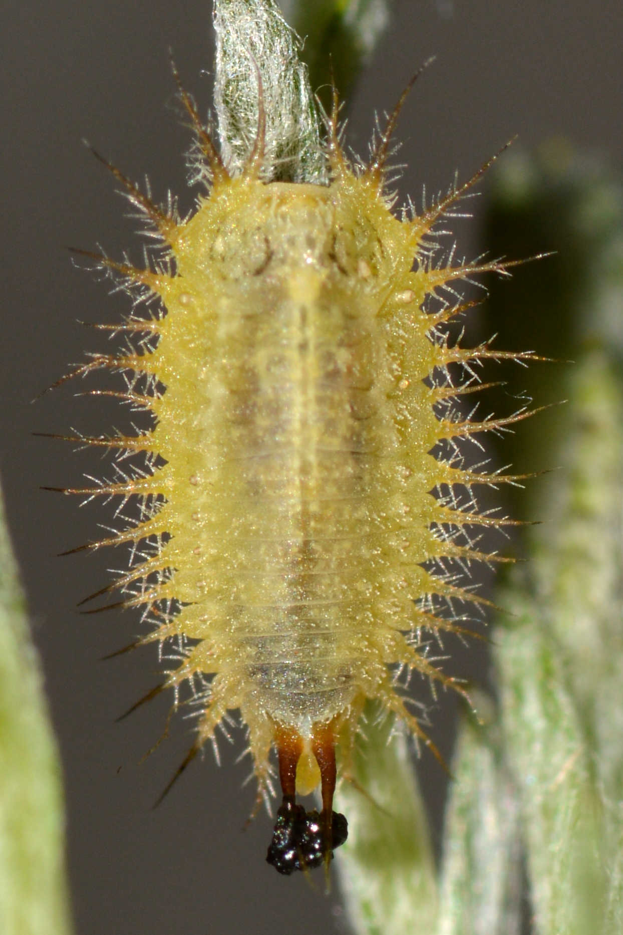 Cassida seladonia - szemcsés pajzsbogár