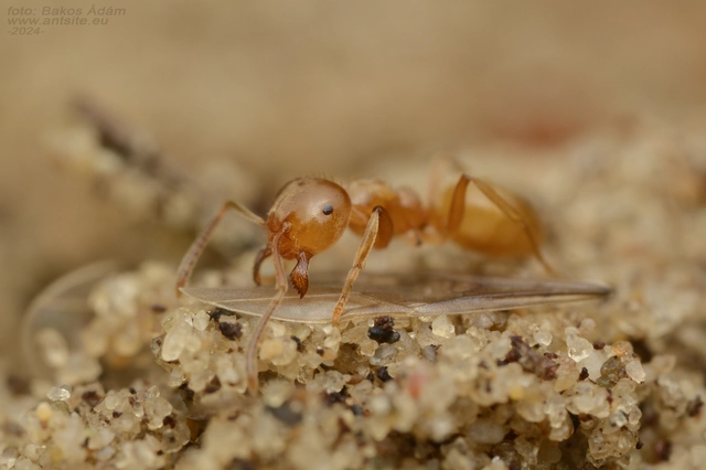Lasius carniolicus - keleti borostyánhangya