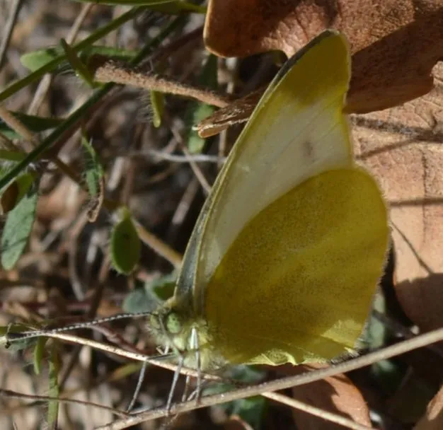 Pieris ergane - sziklai fehérlepke