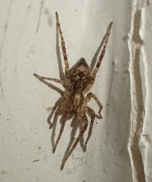 Anyphaena accentuata - jegyespók