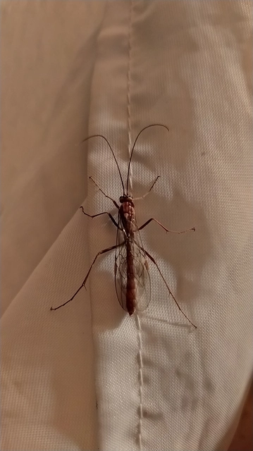 Ophion obscuratus