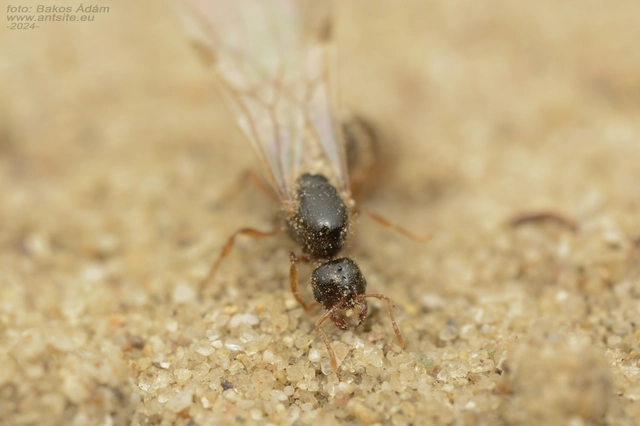 Solenopsis fugax - tolvajhangya
