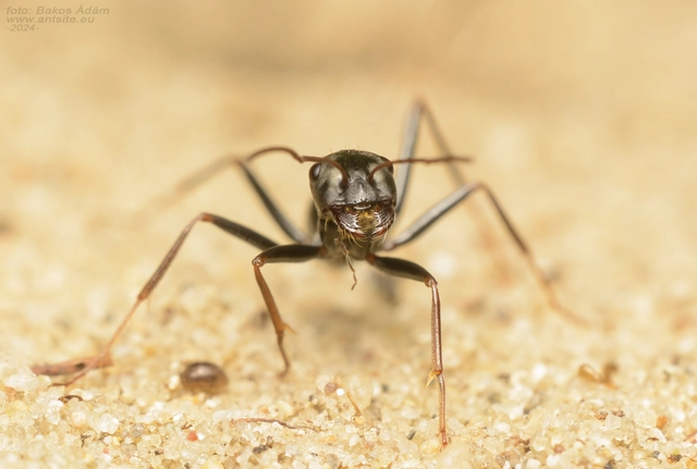 Cataglyphis aenescens - fekete fürgehangya