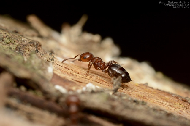 Crematogaster schmidti - vörös szívhangya