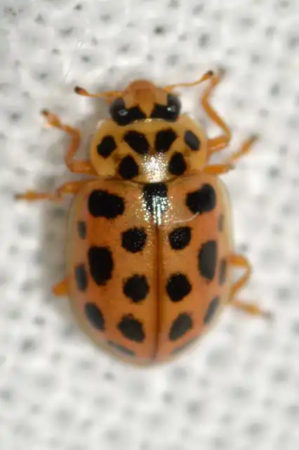 Anisosticta novemdecimpunctata - tizenkilencpettyes katica