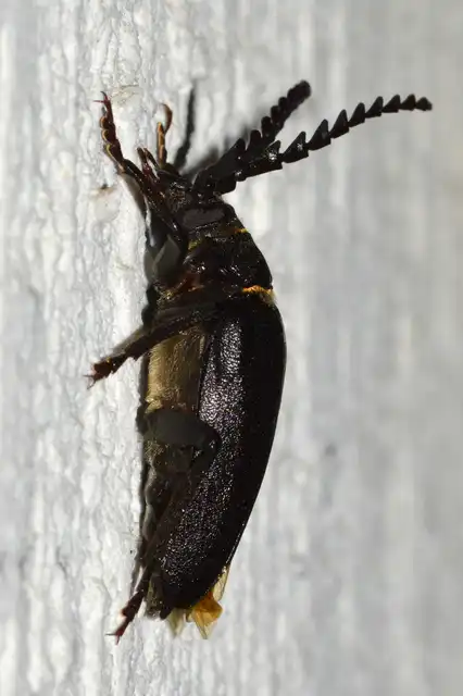 Prionus coriarius - csőszcincér
