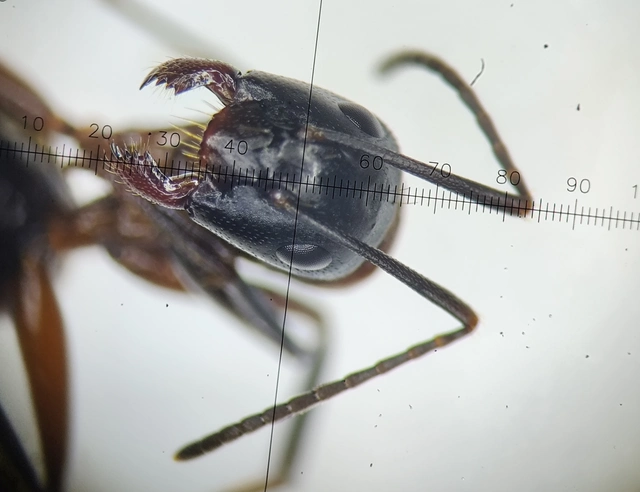 Camponotus ligniperda - faodvasító lóhangya