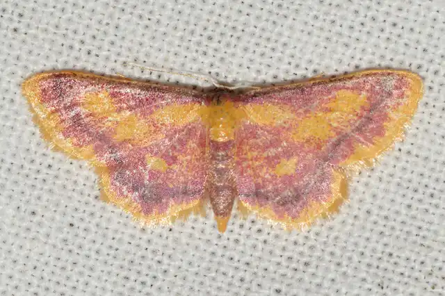 Idaea muricata - mocsári pirosaraszoló