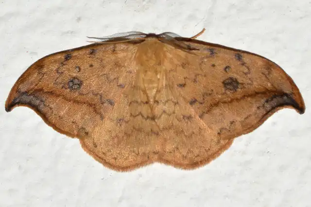 Drepana falcataria - nyárfa-sarlósszövő