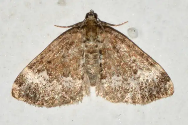 Perizoma alchemillata - árvacsalán-araszoló