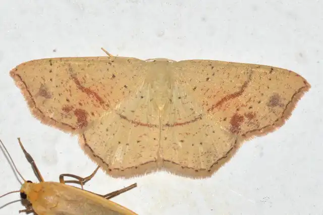 Cyclophora punctaria - sávos pettyesaraszoló