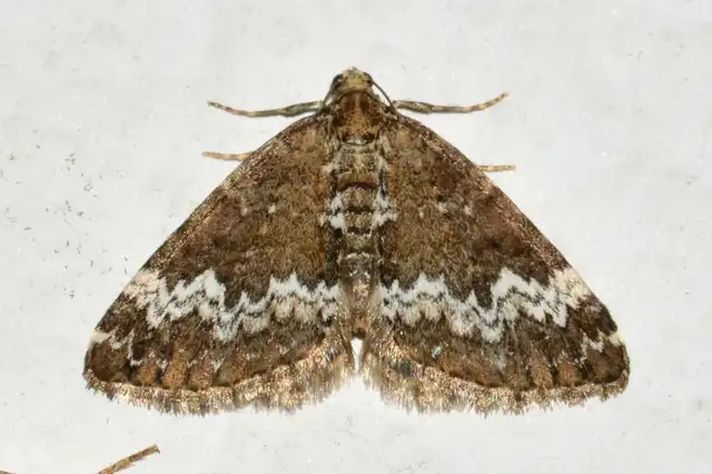 Perizoma alchemillata - árvacsalán-araszoló
