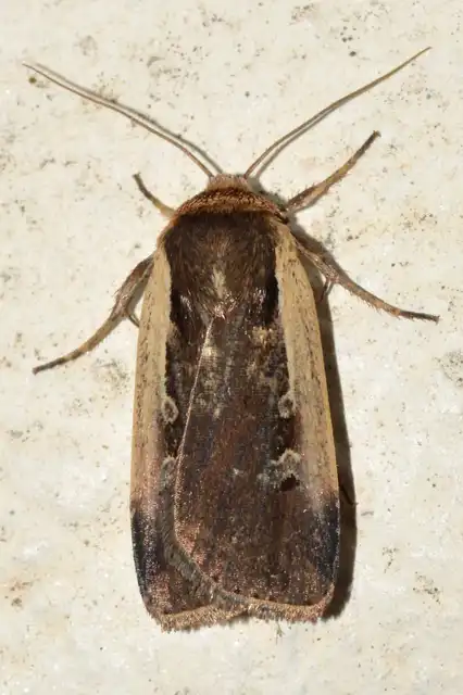 Ochropleura plecta - fehérszegélyű fűbagoly
