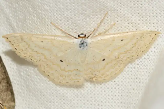 Scopula immutata - réti fehéraraszoló